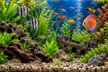 Lebendiges Aquarium mit tropischen Fischen